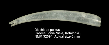 Dischides politus.jpg - Dischides politus(S.V.Wood,1842)